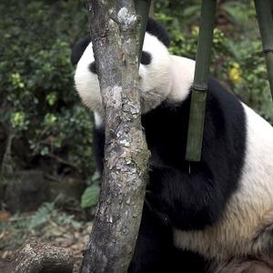 Finding the panda