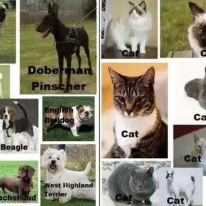 Data Wrangling for Cat ‘n Dog breeds using Convolutional Neural Networks
