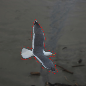 IoT based Bird Spotting