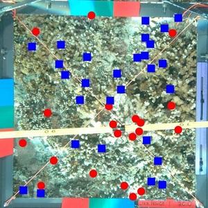 Coral Species Classification and Automated Annotation