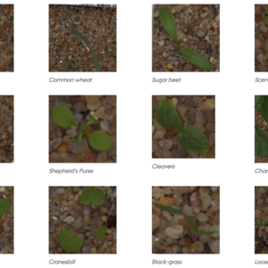 Crop Weed Identification Among Crop Seedlings Using TensorFlow.