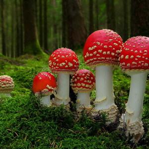 Mini mushrooms amanita 22