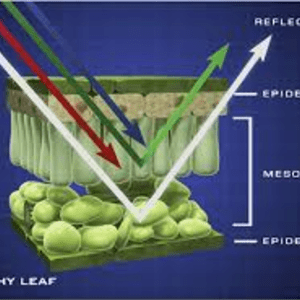 Detecting diseases in plants using IR Imagery