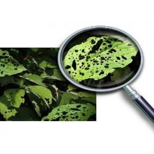 Plant leaf disease detection ROBOT using Deep neural networks and ML skills.