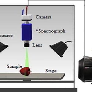 Palm Dates sorting machine