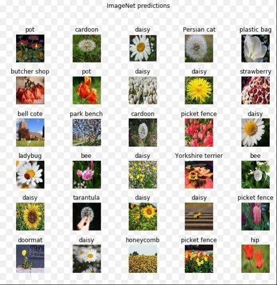 Recognize Flowers species using Transfer Learning | Intel DevMesh | aj ...