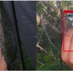 Localizing birds from pictures using TensorFlow Object Detection API and OpenVINO