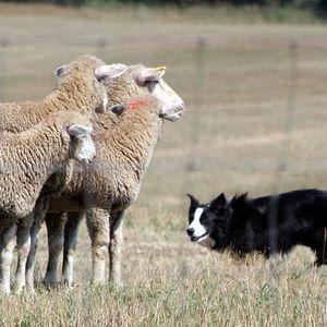 SHEPHERD (Sheep Herding, Electronic Protector, and Hazard Encountering Robotic Defender.)