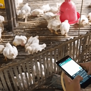 Smart Chicken Farm