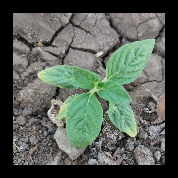 Weed_detecton_Using_OneAPI