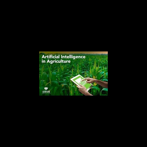 Weed Detection in Agriculture Field 