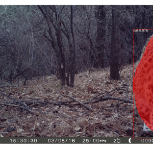 Detection and classification for leopards