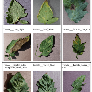 Plant Disease Claasification from leaves using CNN