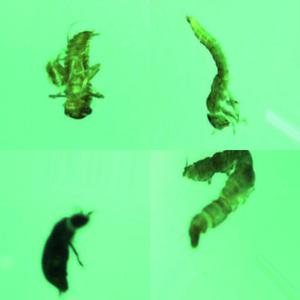 Identification of Aquatic Macroinvertebrates