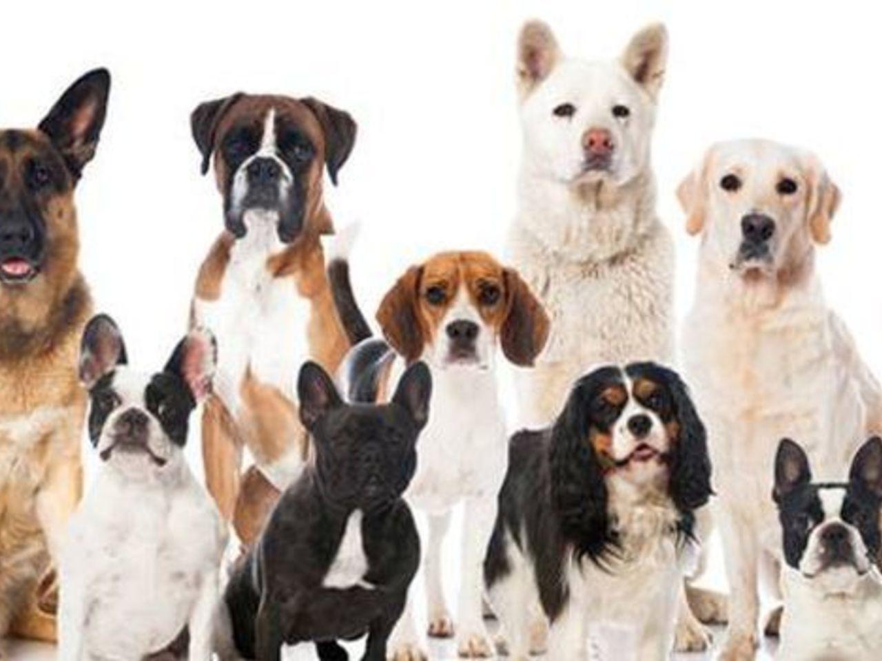 Dog Breed Classification Intel Devmesh